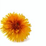 Dandelion Cure Book 3 Ancient Wisdom for Modern Healing Kindle Edition-0