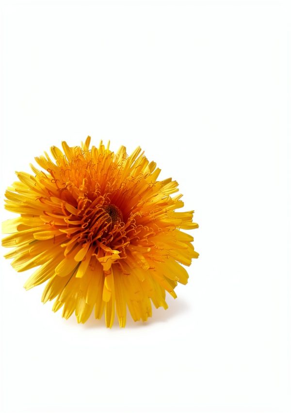 Dandelion Cure Book 3 Ancient Wisdom for Modern Healing Kindle Edition-0