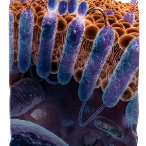 McGraw Hill 12th Edition Pharmacology Textbook for Kindle-0